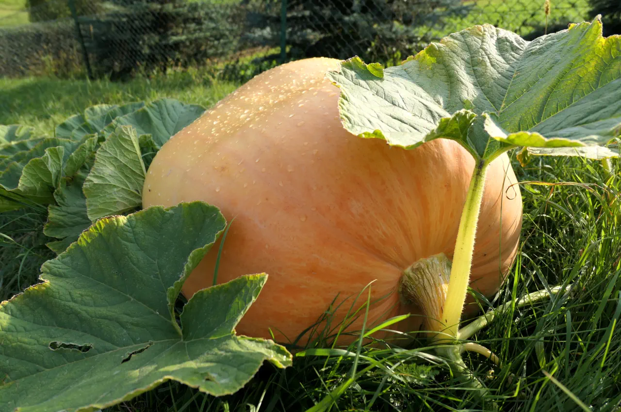 How to Grow Giant Pumpkins